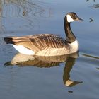 Ein stolzes Tier im Teich der Kölner Flora