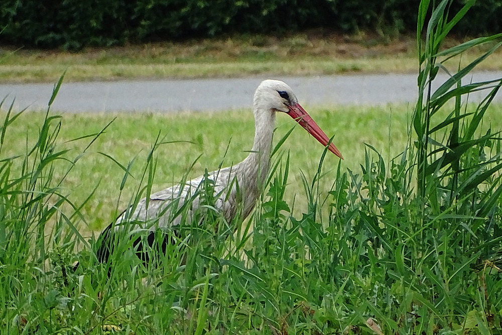 Ein Storch...