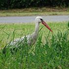 Ein Storch...