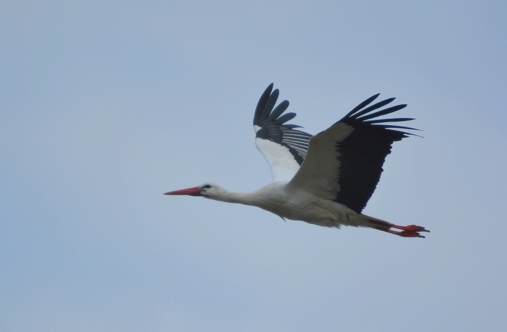 ein storch