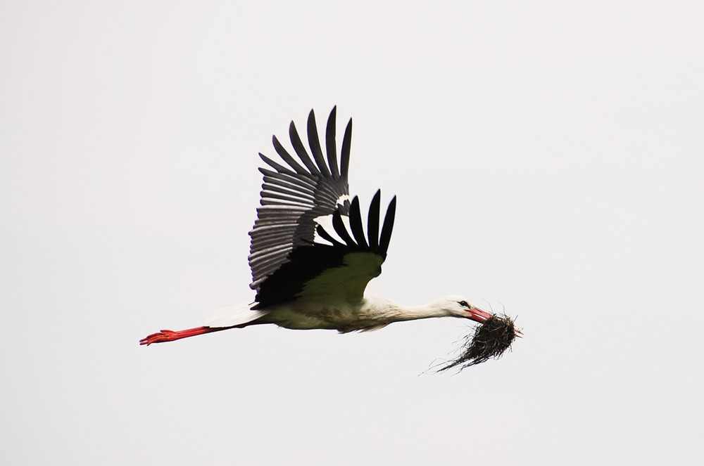 Ein Storch