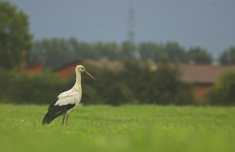 Ein Storch