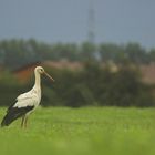 Ein Storch