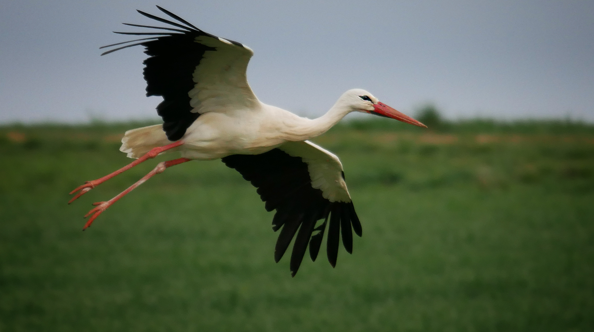 Ein Storch Foto & Bild natur, hessen, tiere Bilder auf