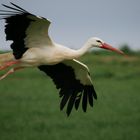 Ein Storch