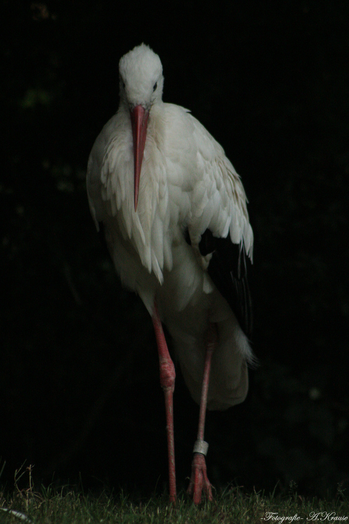 Ein Storch