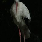 Ein Storch