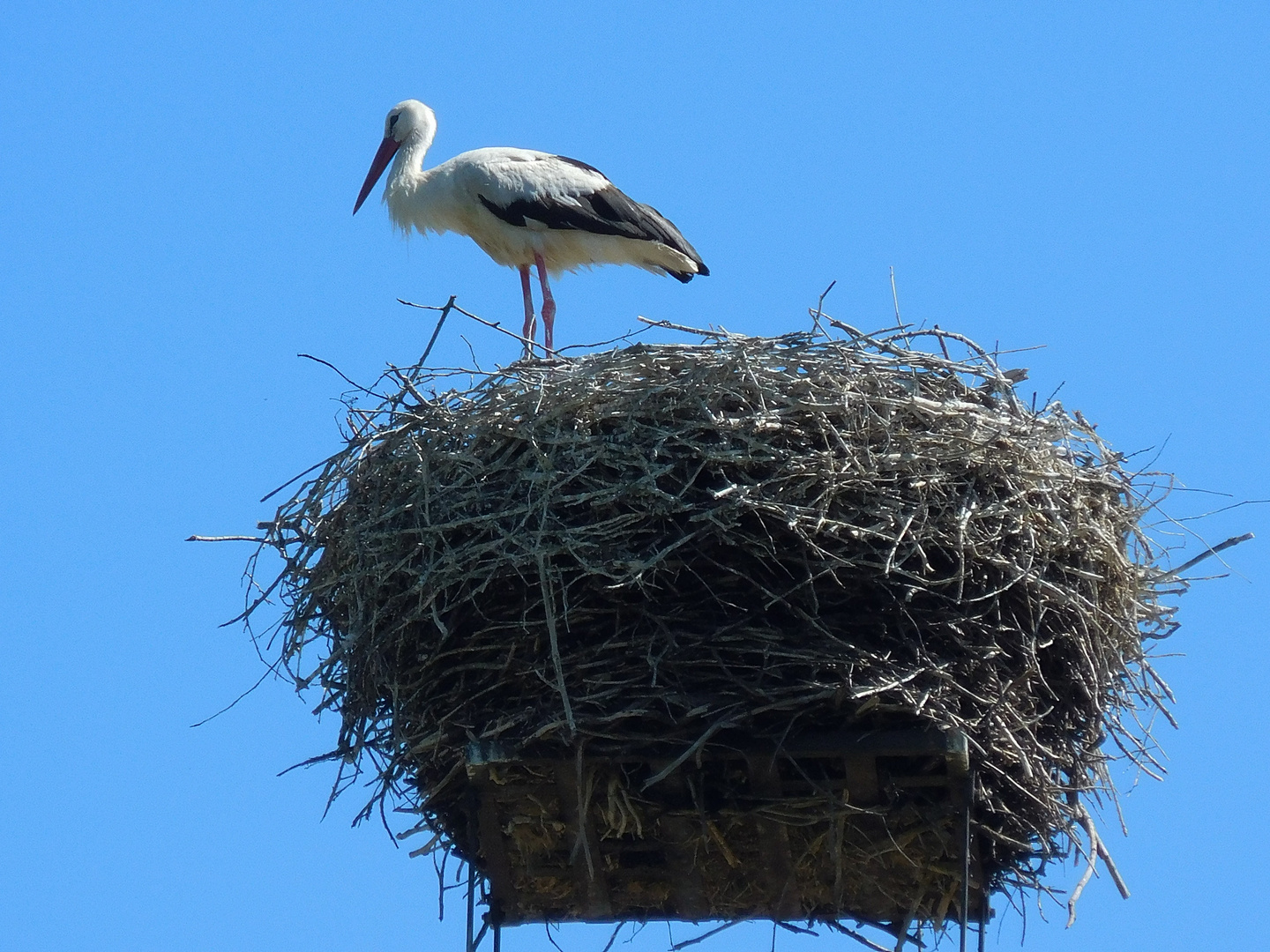 Ein Storch am großen Kamin