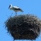 Ein Storch am großen Kamin