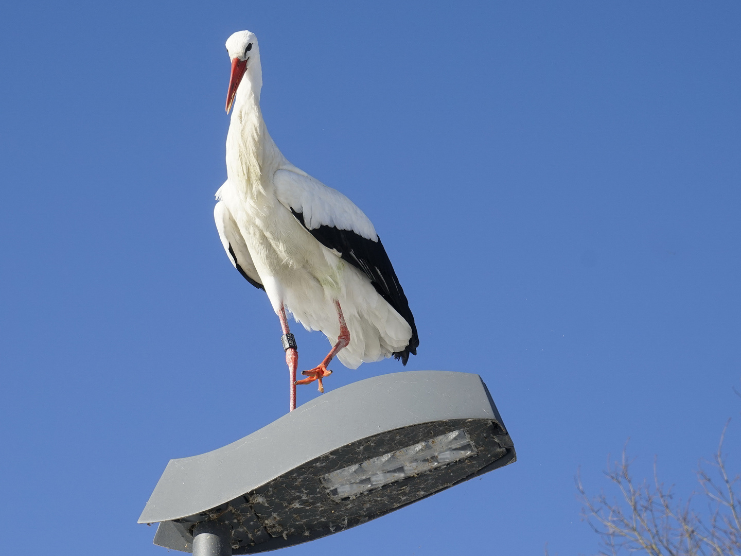 Ein Storch auf der Laterne.