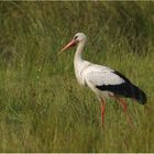 Ein Storch auf der Wiese...