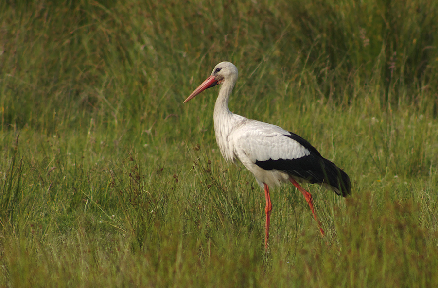 Ein Storch auf der Wiese...