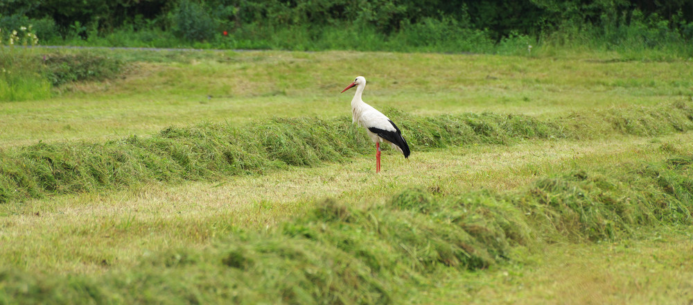 Ein Storch auf der Wiese