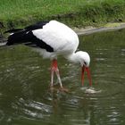 Ein Storch auf Froschfang