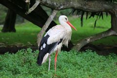 Ein Storch  auf Suche