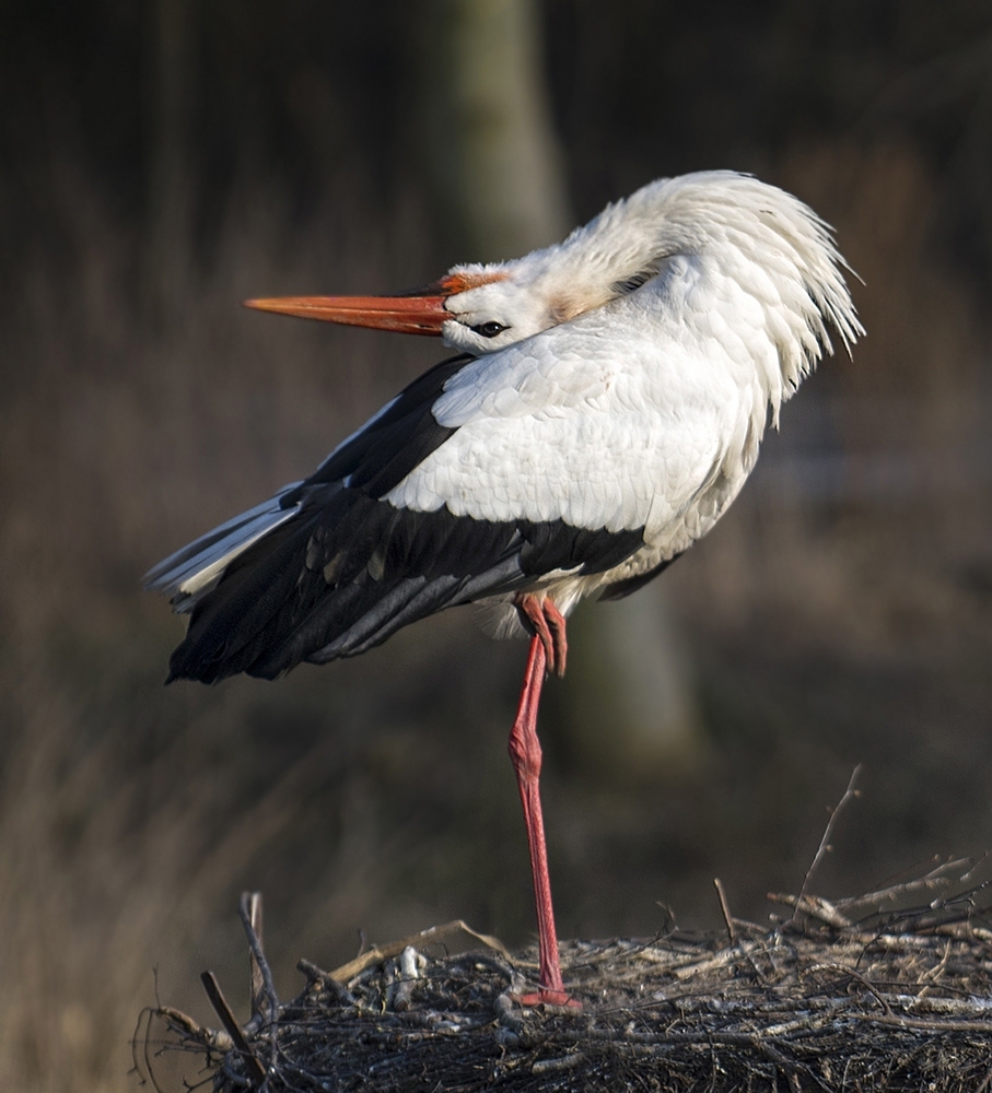 Ein Storch aus dem Tierpark Straubing