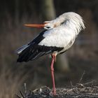 Ein Storch aus dem Tierpark Straubing