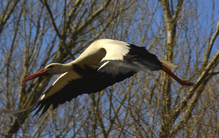 Ein Storch beim Abflug