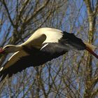 Ein Storch beim Abflug