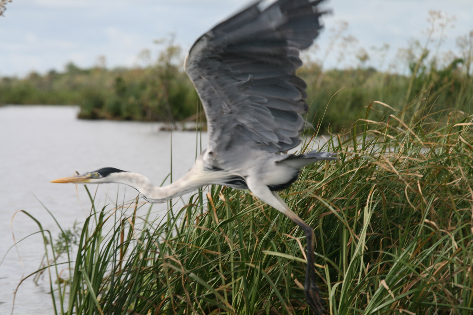 ein Storch beim durchstarten