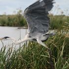 ein Storch beim durchstarten