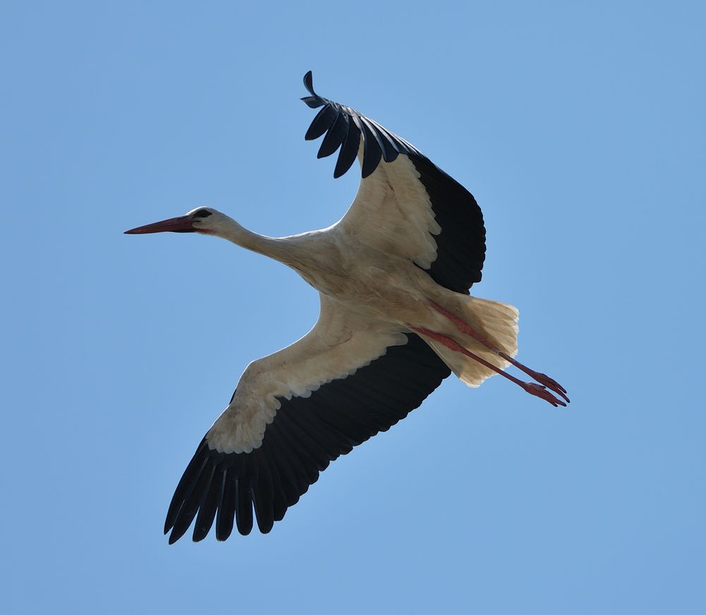 Ein Storch beim Überflug