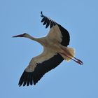 Ein Storch beim Überflug