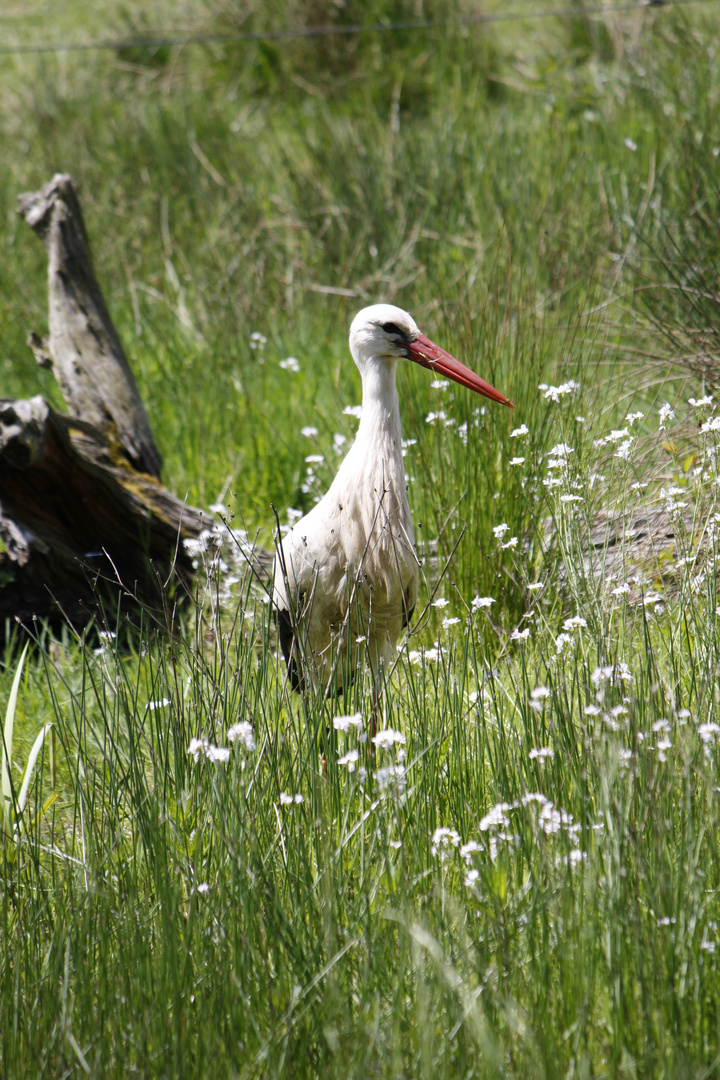 ein Storch