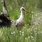 ein Storch