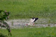 ein Storch hat Durst