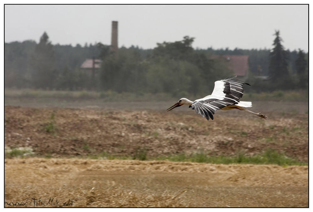 Ein Storch im Anflug...