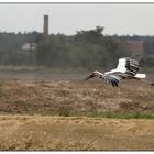 Ein Storch im Anflug...