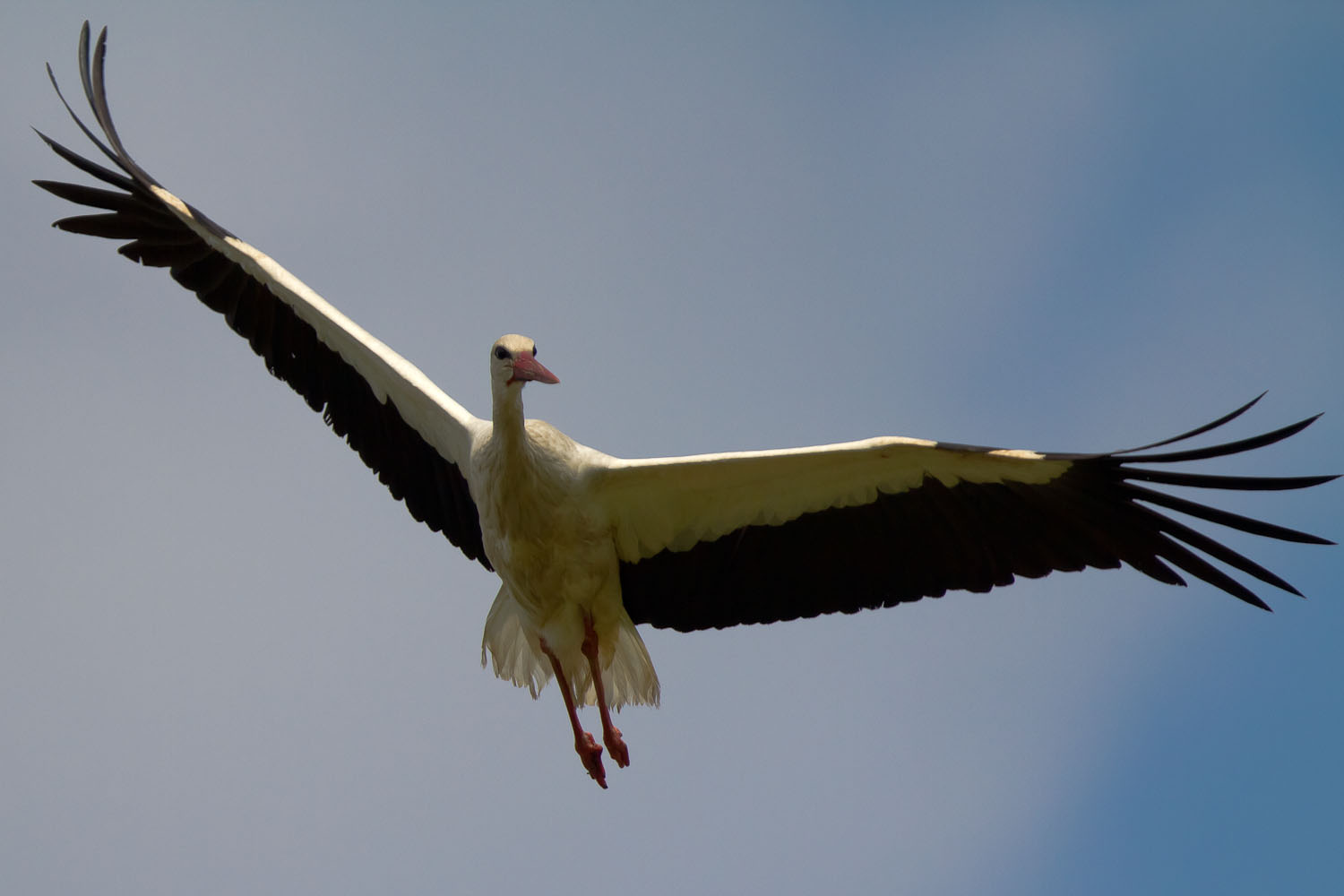 Ein Storch im Anflug auf sein Nest