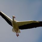 Ein Storch im Anflug auf sein Nest