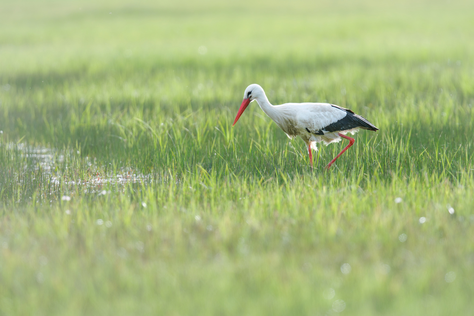 Ein Storch im Gegenlicht