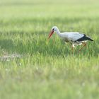 Ein Storch im Gegenlicht