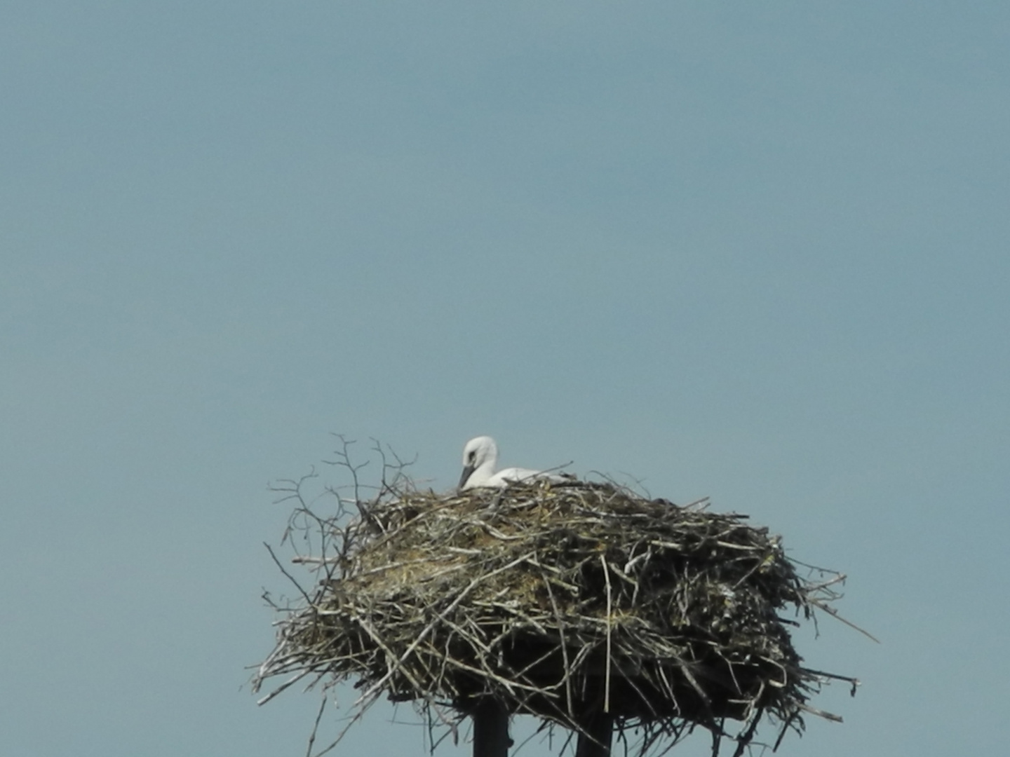 Ein Storch im Nest