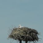 Ein Storch im Nest