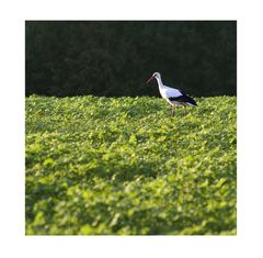 ein storch im salat.