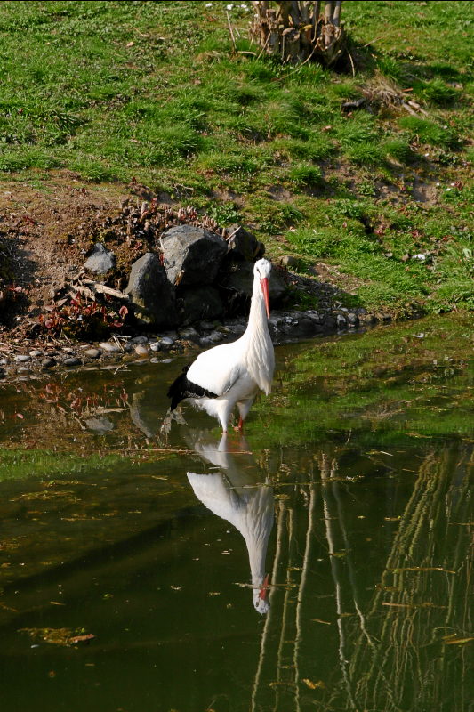 ein Storch im Wasser