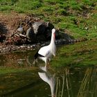 ein Storch im Wasser