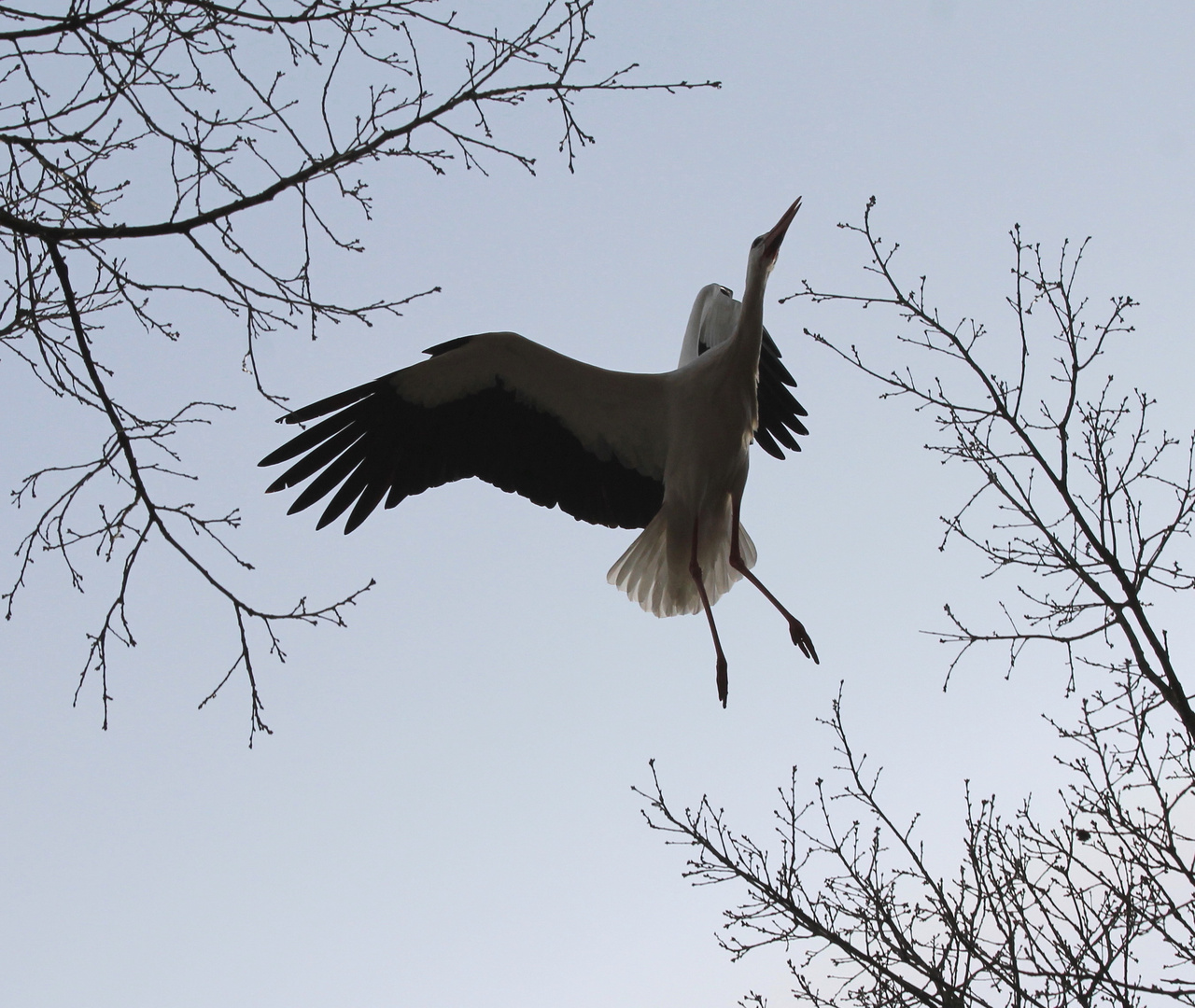 Ein Storch in Aktion