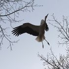 Ein Storch in Aktion