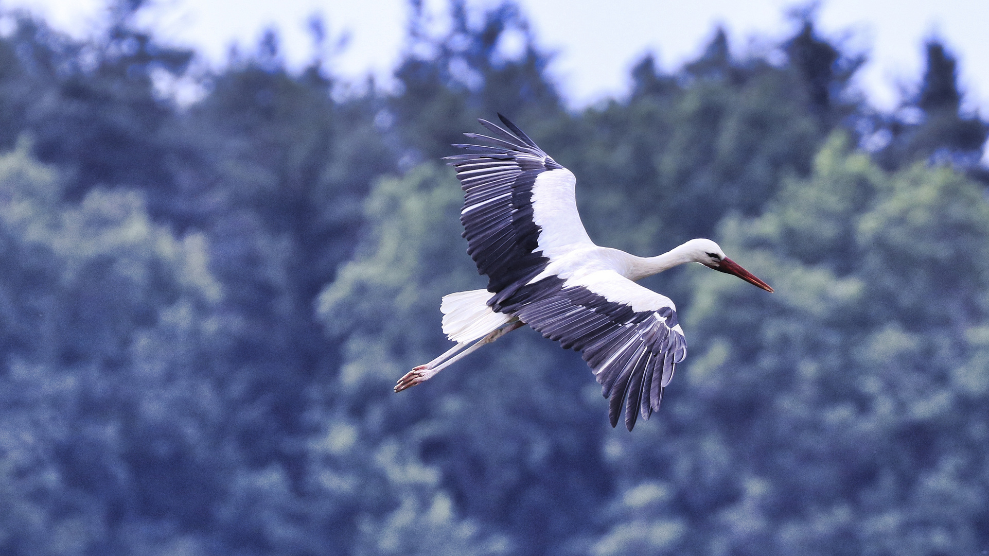 Ein Storch in Bad Waltersdorf