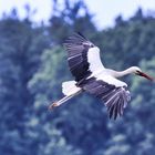 Ein Storch in Bad Waltersdorf