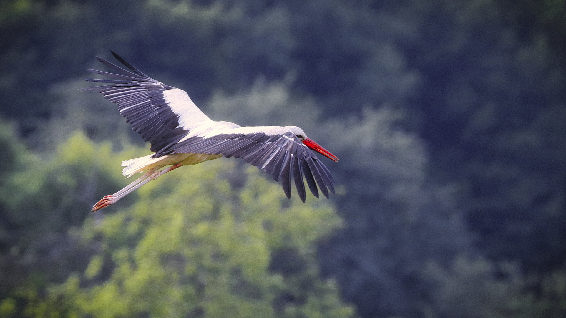 Ein Storch in Bad Waltersdorf