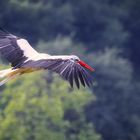 Ein Storch in Bad Waltersdorf