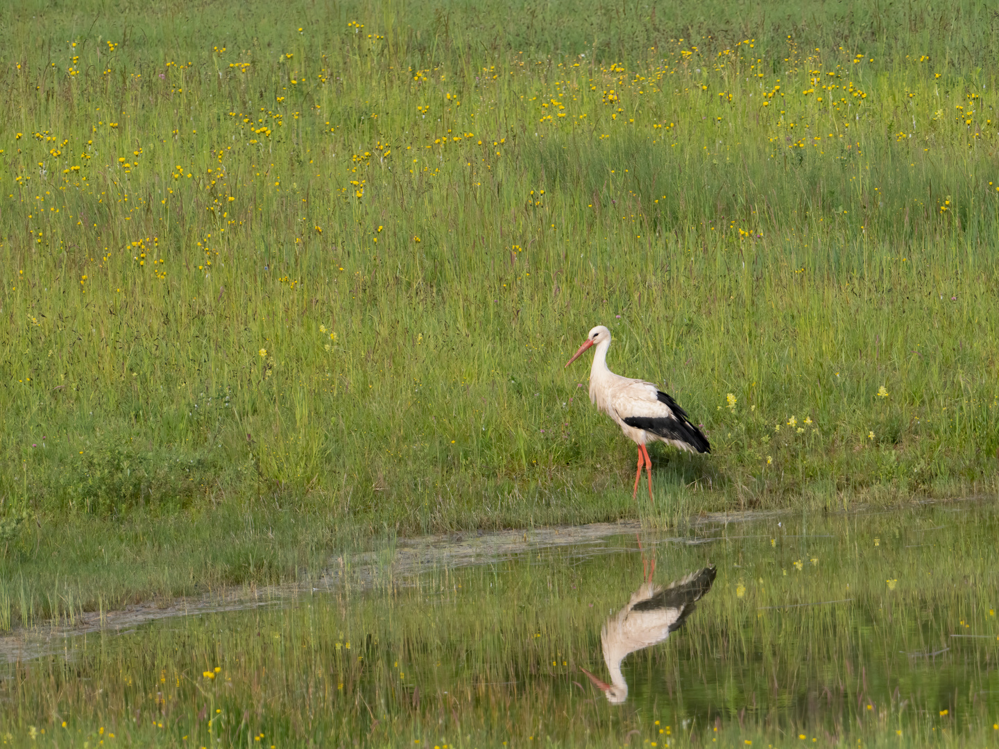 Ein Storch in einem malerischen Bild