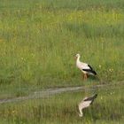 Ein Storch in einem malerischen Bild