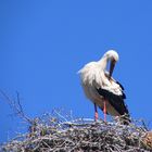 Ein Storch in Mecklenburg-Vorpommern